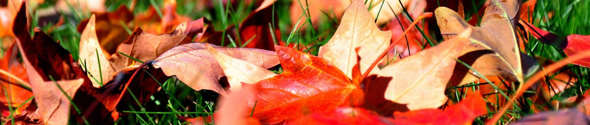 Autumn Flowers